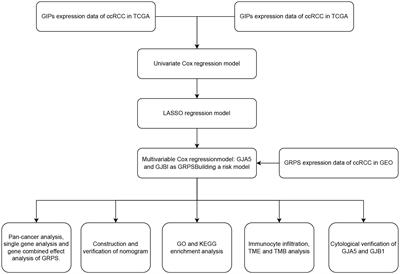 Identification and validation of a gap junction protein related signature for predicting the prognosis of renal clear cell carcinoma